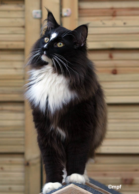 piero - mai 2008 - regard.jpg