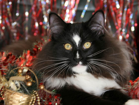 piero - noel 2007 - 3.jpg