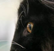 piero - profil BB.jpg