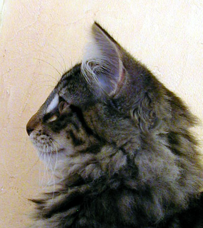 Terek - 13 semaines - profil.jpg - OLYMPUS DIGITAL CAMERA