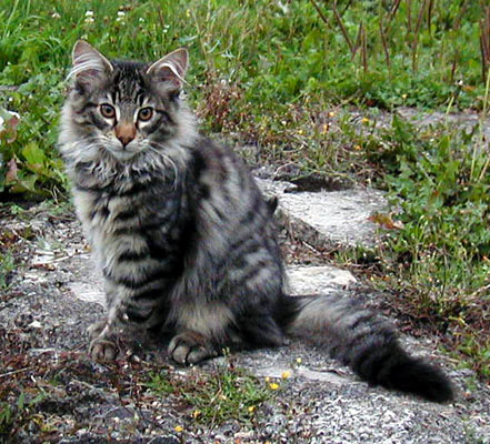 Terek - 3 mois.jpg - OLYMPUS DIGITAL CAMERA