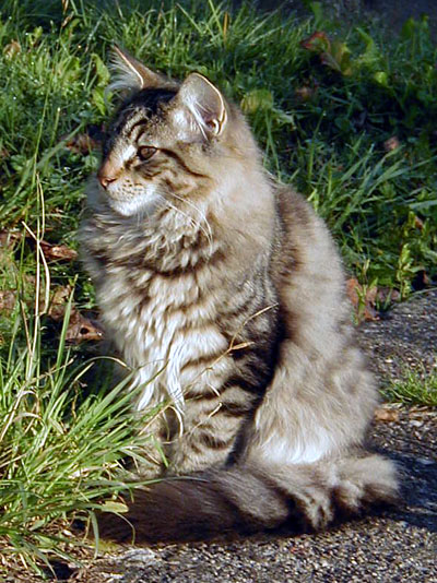 Terek - 4 mois - jardin soleil.jpg - OLYMPUS DIGITAL CAMERA