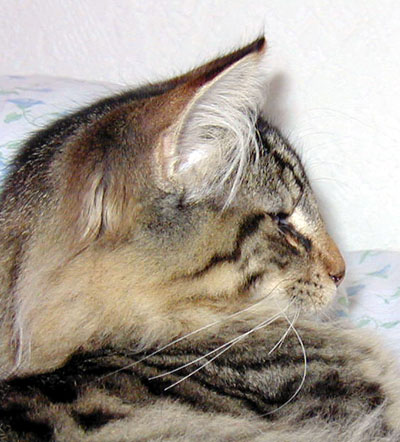 Terek - 4 mois - profil.jpg - OLYMPUS DIGITAL CAMERA