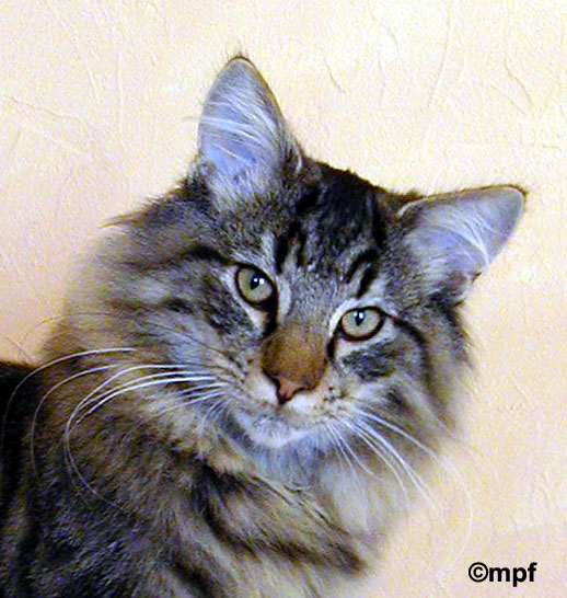 Terek - 6 mois - portrait.jpg - OLYMPUS DIGITAL CAMERA