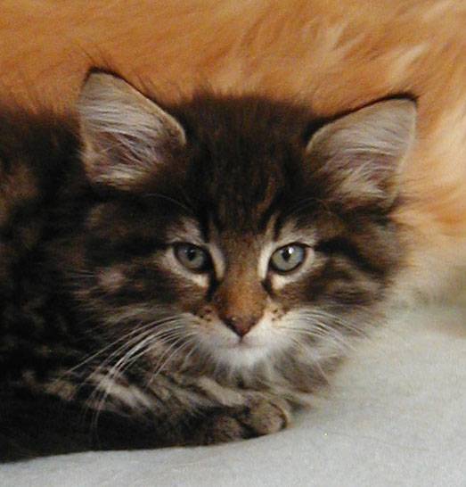 Terek - 7 semaines 2.jpg - OLYMPUS DIGITAL CAMERA