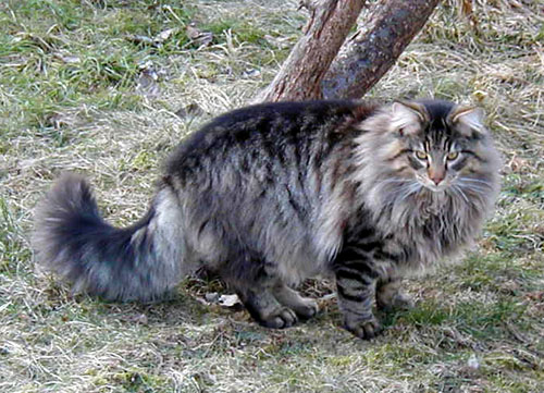 Terek - fevrier 2006 - jardin.jpg - OLYMPUS DIGITAL CAMERA