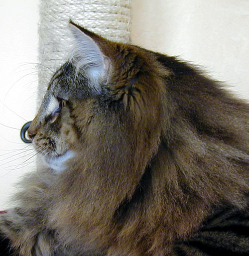 Terek - janvier 2006 - profil.jpg - OLYMPUS DIGITAL CAMERA