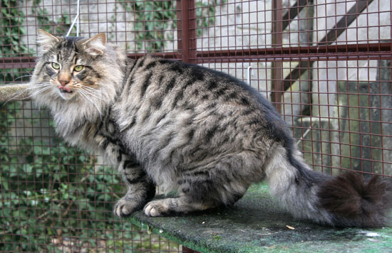 Terek - janvier 2008 - 2.jpg