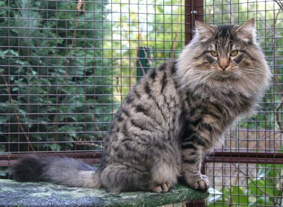 Terek - janvier 2008.jpg