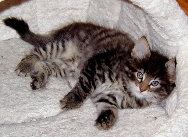 Terek 7 semaines - dodo.jpg - OLYMPUS DIGITAL CAMERA