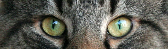 les yeux de Terek - otobre 2006.jpg